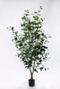 New 180cm Ficus