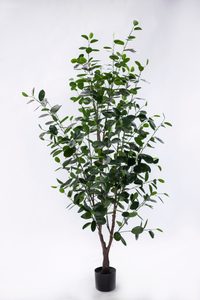 New 180cm Ficus
