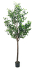 300cm Ficus