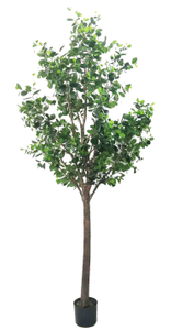 300cm Ficus