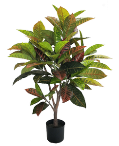 100cm Croton Plant