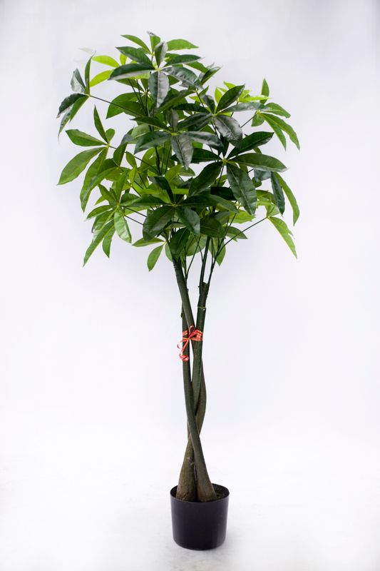 140cm Pachira Macrocarpa
