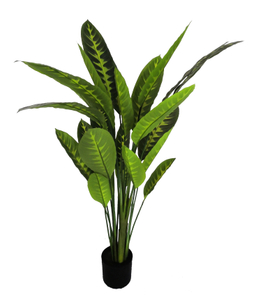 120cm Calathea Zebrina