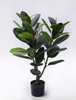 90cm Rubber Plant