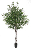 240cm Olive