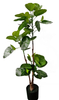 90cm Aralia Fabian