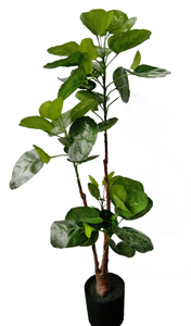 90cm Aralia Fabian