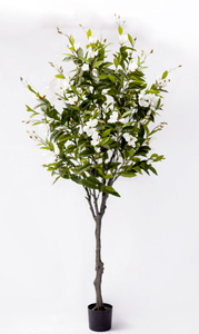 240cm Magnolia