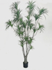 M300cm Dracaena