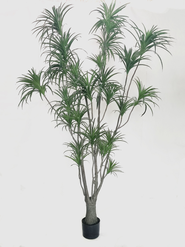 M300cm Dracaena