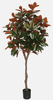 210cm Magnolia Tree
