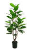90cm Magnolia Tree