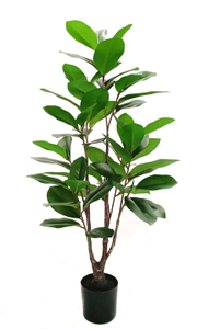 90cm Magnolia Tree