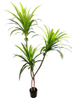 160cm Wide Dracaena