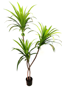 160cm Wide Dracaena