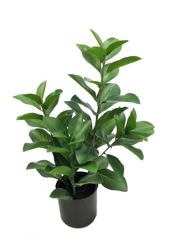 52cm Protea Cynaroides