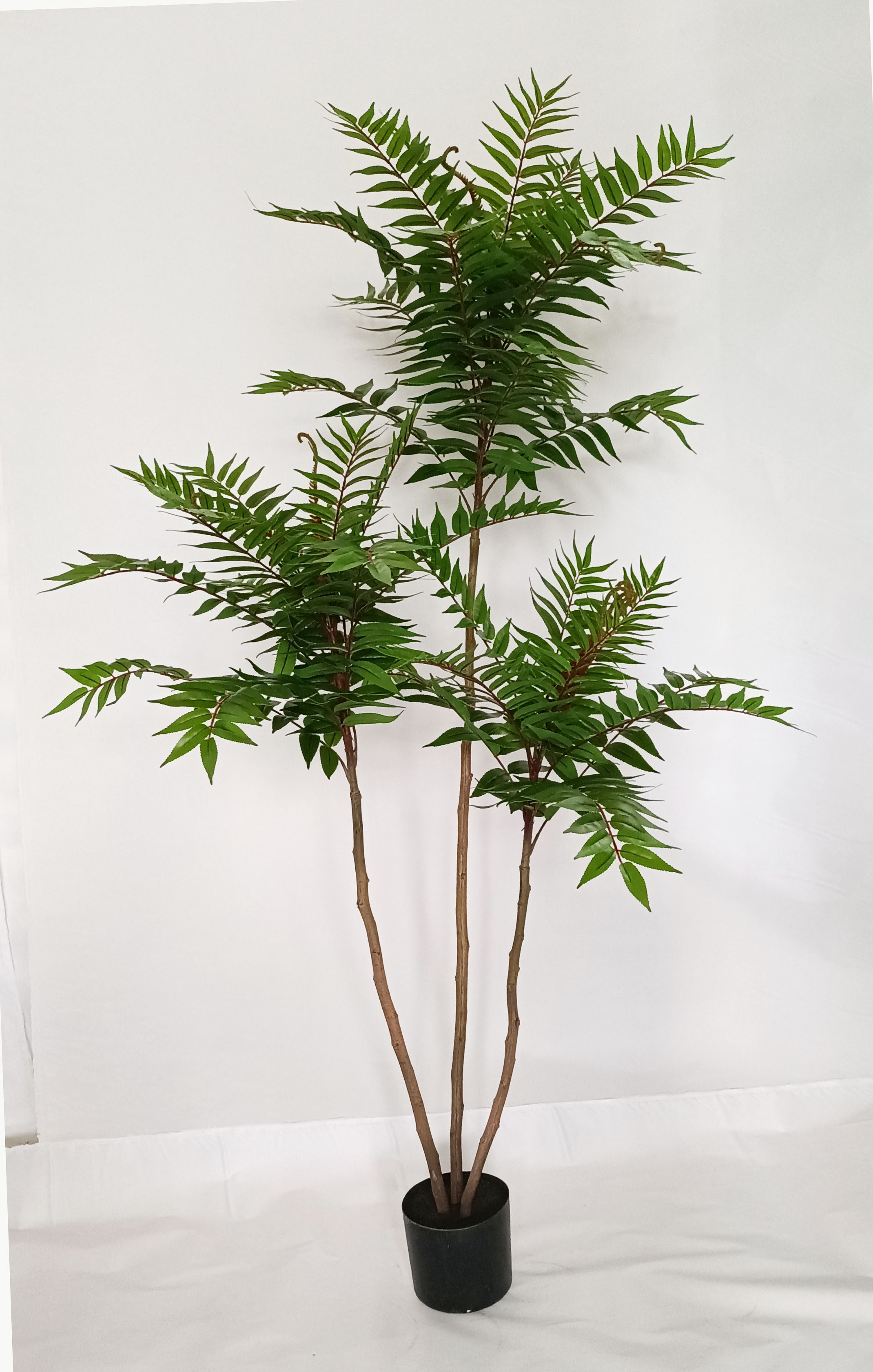 160cm Ailanthus altissima