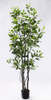 185cm Ficus
