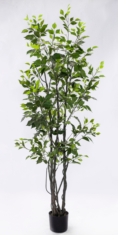 185cm Ficus