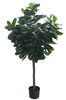 M300cm Fiddle Tree