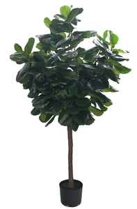 M300cm Fiddle Tree