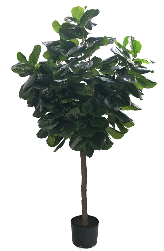 M300cm Fiddle Tree