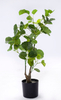 70cm Aralia Fabian