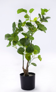 70cm Aralia Fabian