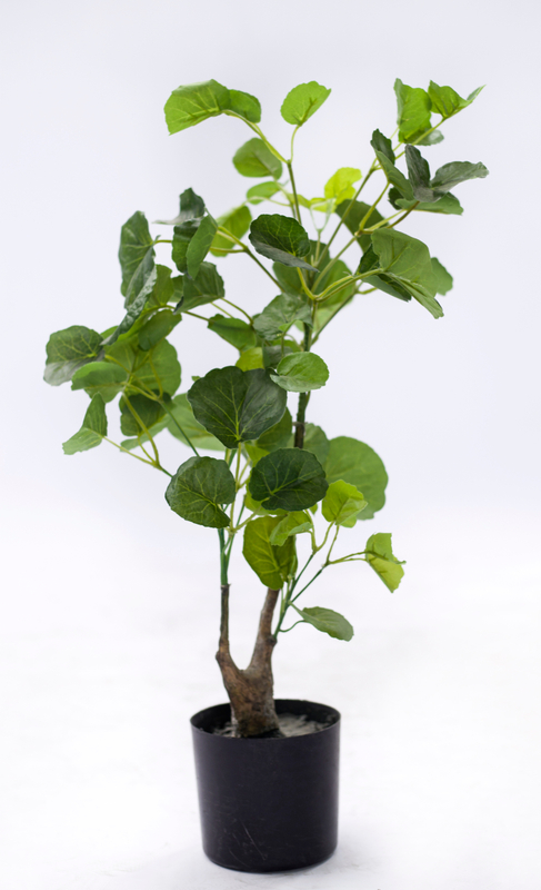 70cm Aralia Fabian