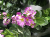 80cm Spring Blossom with flowers