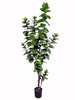 220cm Spring Blossom