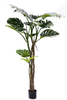 180cm Monstera Plant