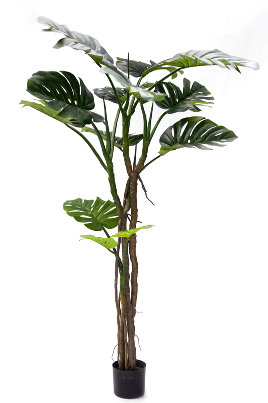 180cm Monstera Plant