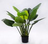 B125cm Philodendron