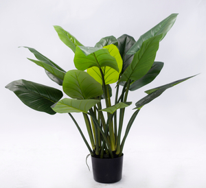 B125cm Philodendron