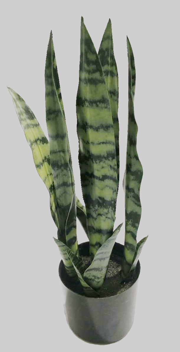 50cm Abram Tiger