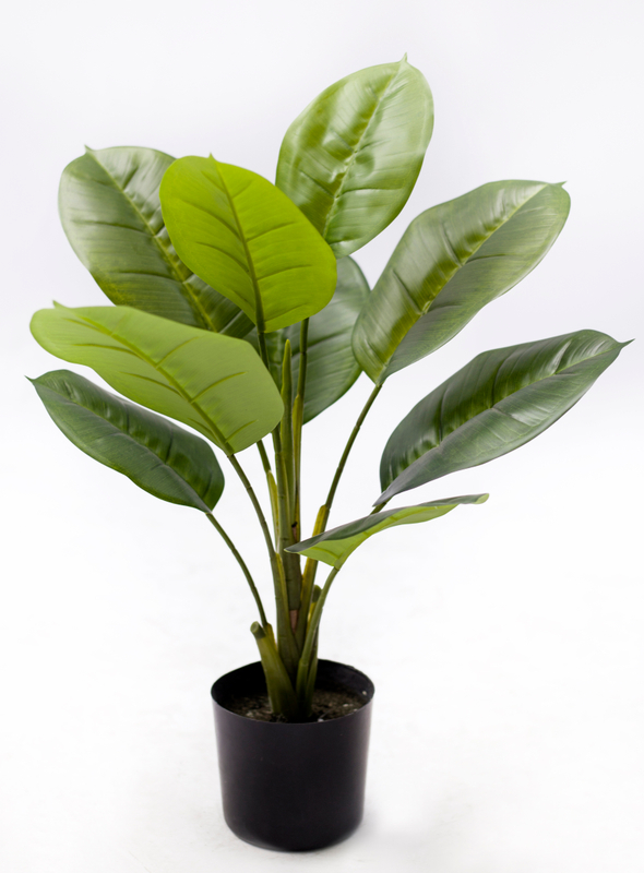 55cm Scindapsus