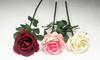 Great Circle Rose
