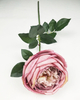 English Rose
