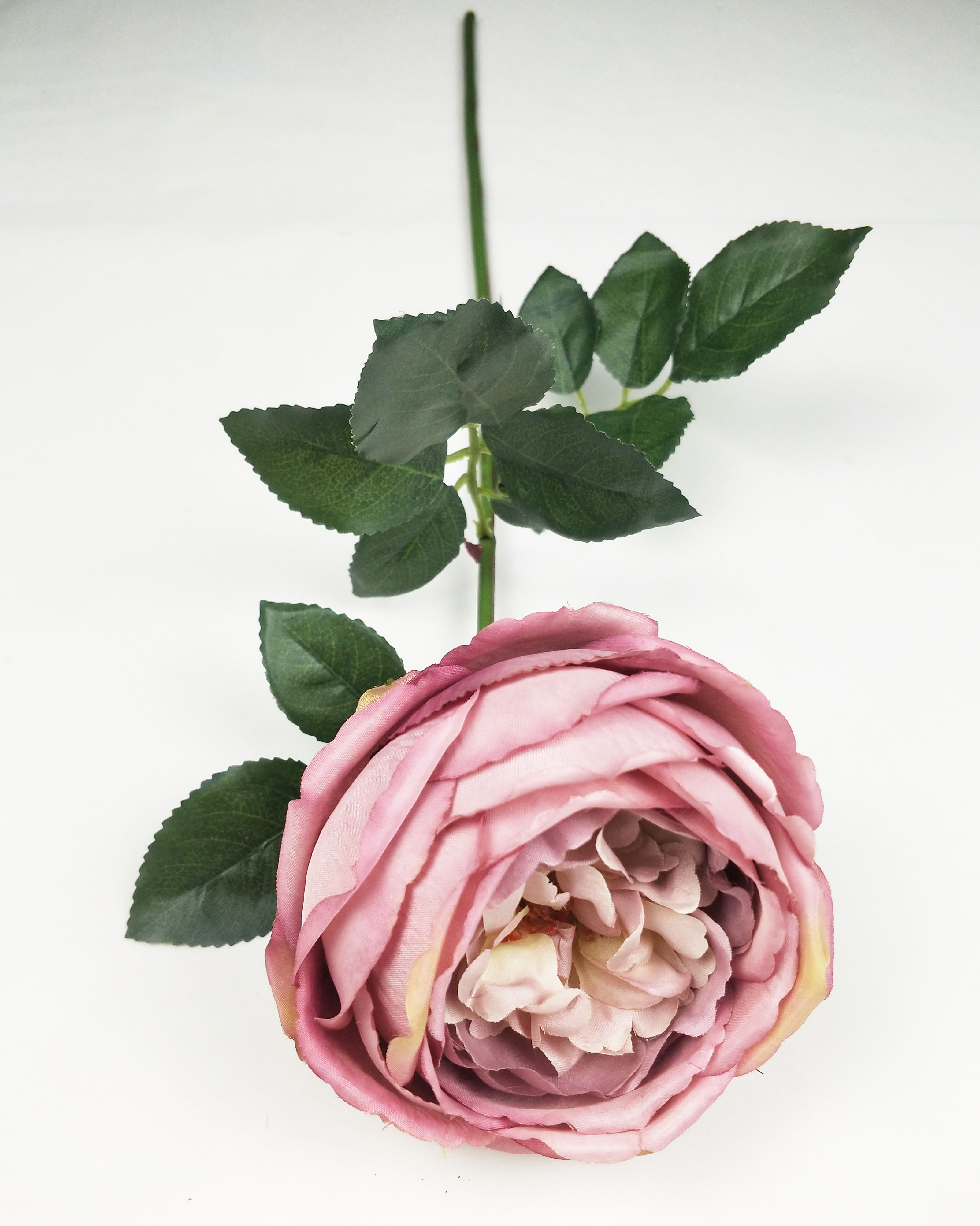 English Rose