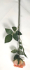 A Single New Rose