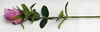 Rose Bud of Single Lover