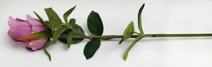 Rose Bud of Single Lover