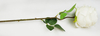 Single Roll Rose
