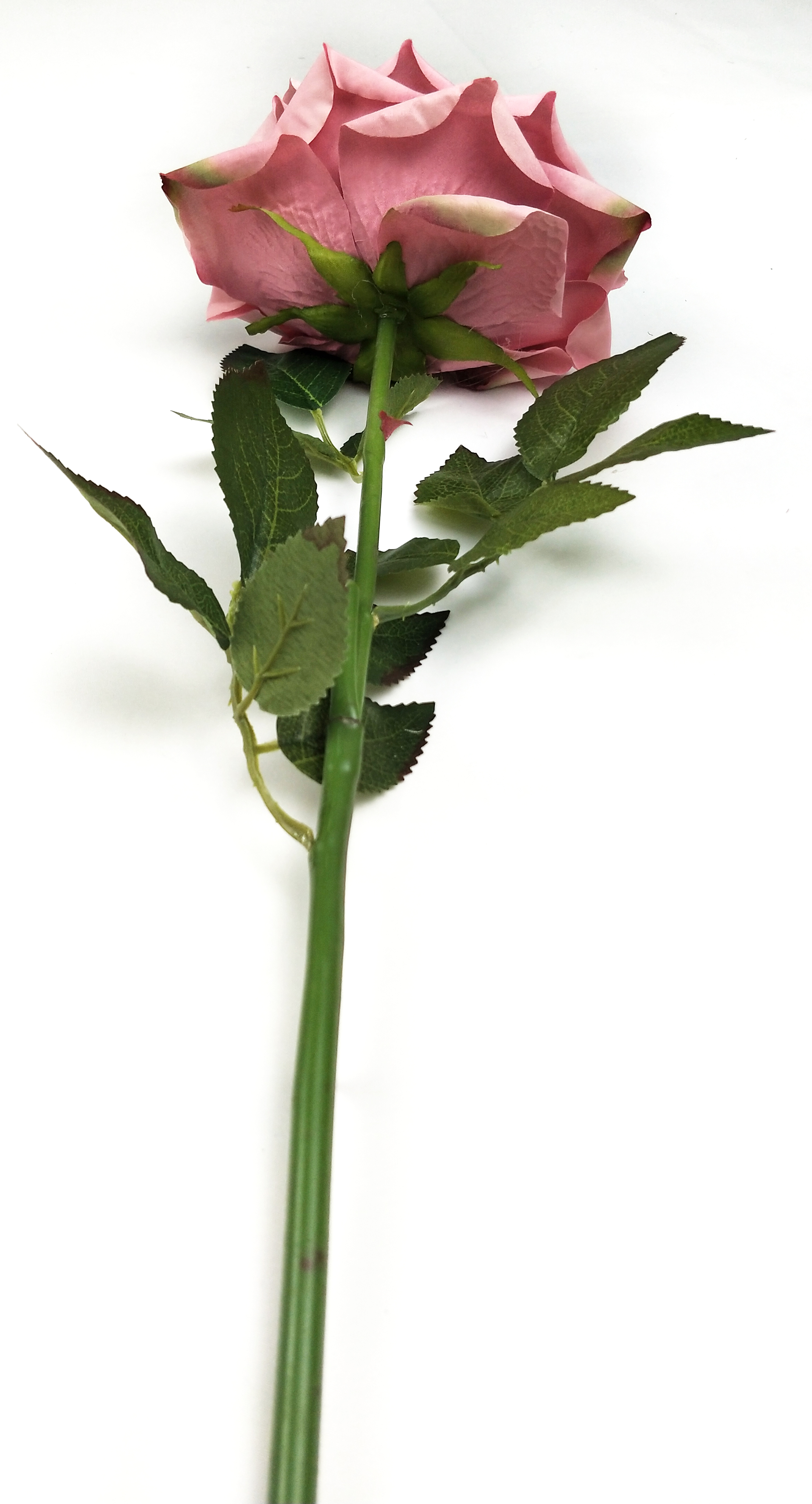 Single Newly Curled Rose
