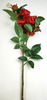 Chinese rose-3T