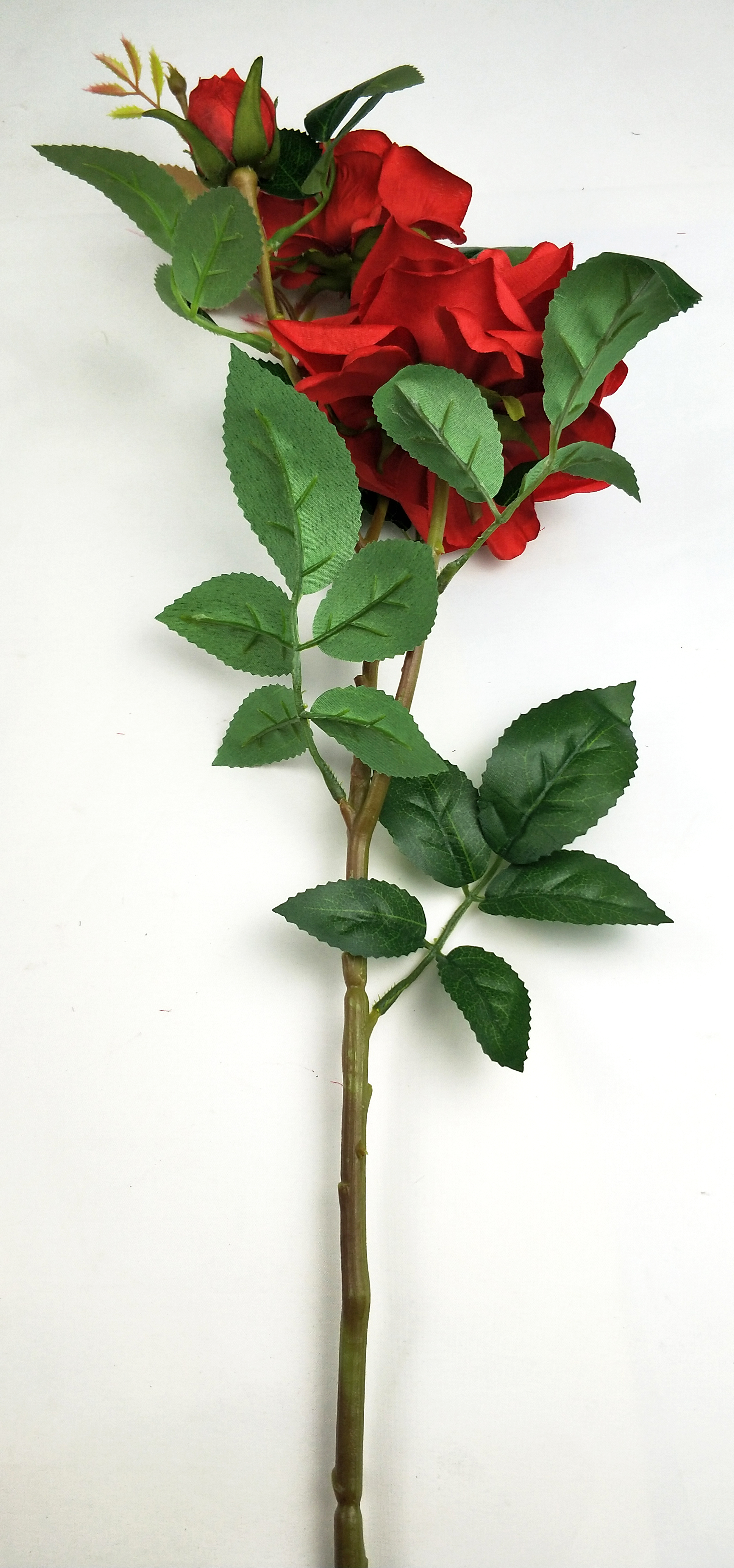 Chinese rose-3T