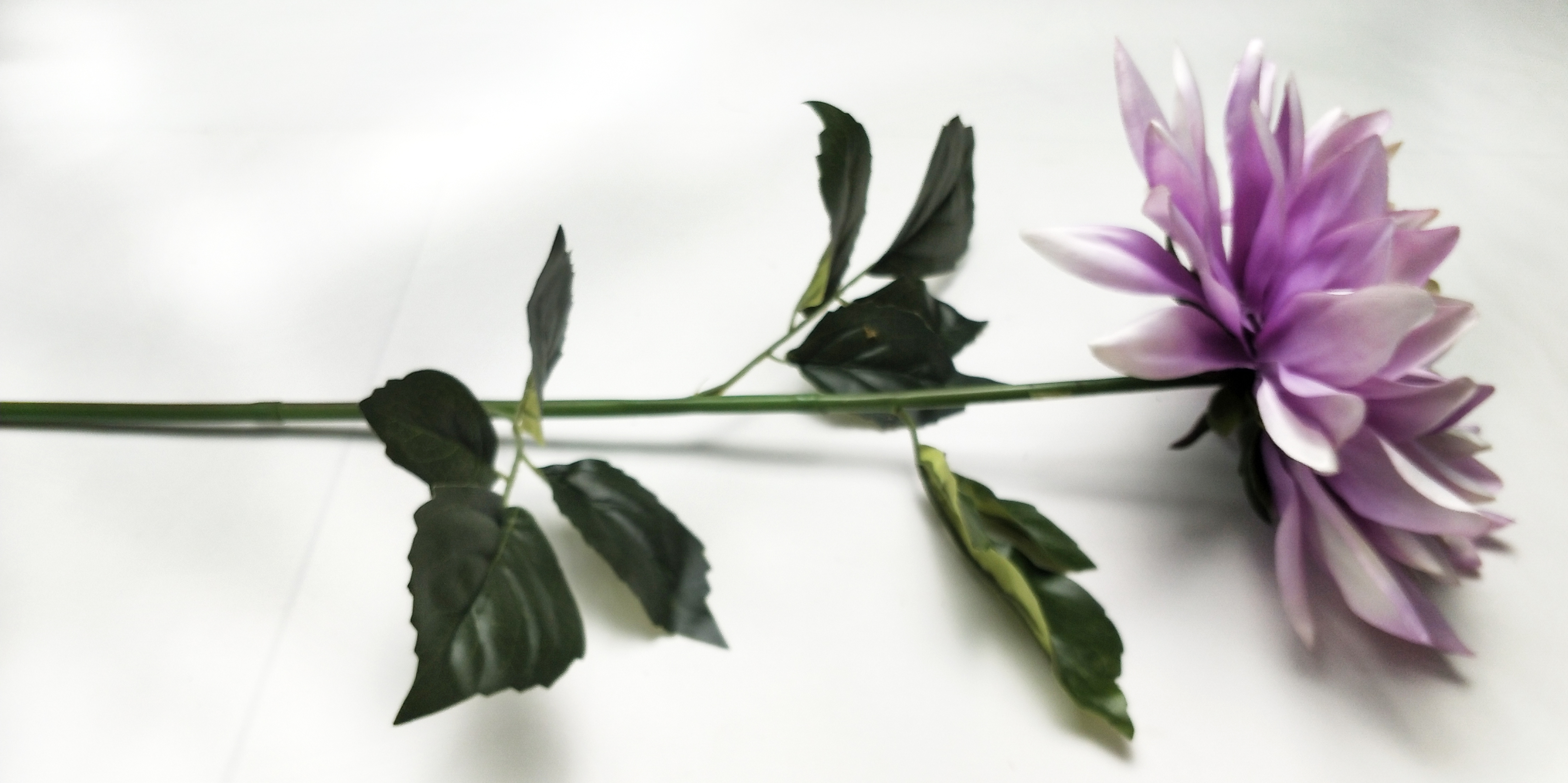 Single dahlias