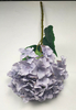 Hydrangea