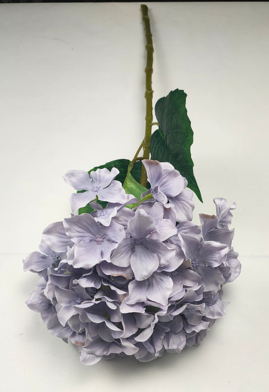 Hydrangea